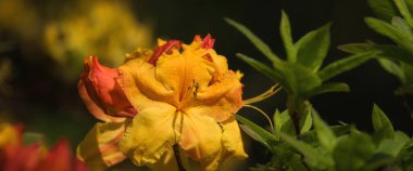 BERTIE FERRIS GÜN - Şehir parkında güzel bir çiçek