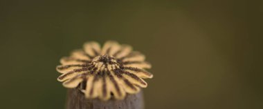 YAZ LANDSCAPE - Alanın arka planında haşhaş kafası