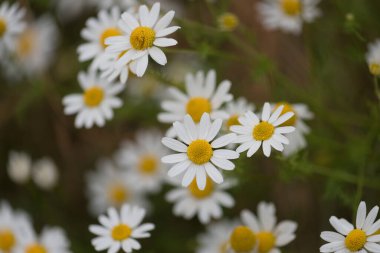 YAZ LANDSCAPE - Tarlada açan papatya çiçekleri