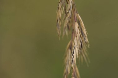 Çimento - Bir tarlada yabani bitki artışı