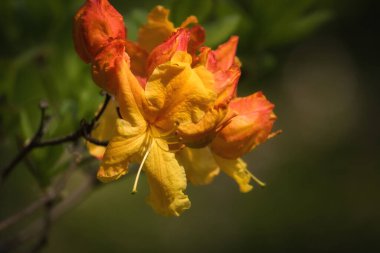 BERTIE FERRIS GÜN - Şehir parkında güzel bir çiçek