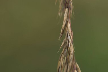 Çimento - Bir tarlada yabani bitki artışı
