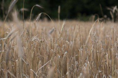 Çavdar Tarlasında Çavdar