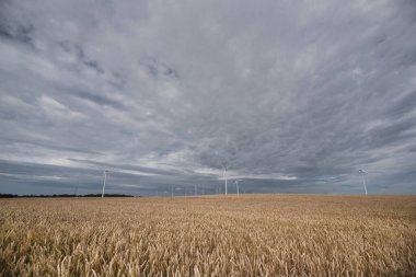 Yaz - Rüzgar çiftliği ve altın tahıl tarlaları
