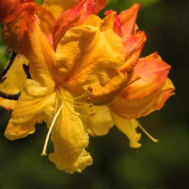 BERTIE FERRIS GÜN - Şehir parkında güzel bir çiçek