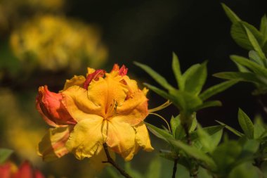 BERTIE FERRIS GÜN - Şehir parkında güzel bir çiçek