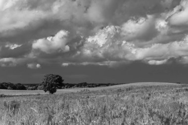 Yaz mevsimi kara parçası - Çayırlar ve gökyüzüne karşı kümülüs bulutlu tarlalar