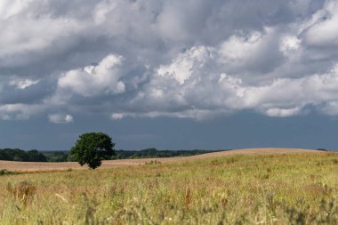 Yaz mevsimi kara parçası - Çayırlar ve gökyüzüne karşı kümülüs bulutlu tarlalar