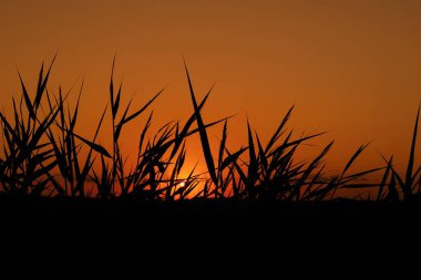 Günbatımı ve Reeds - Kırsalda güzel ve romantik bir akşam