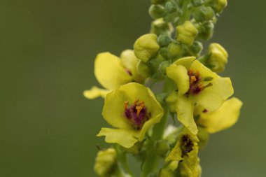 Çayırda güzel bir çiçek açan çiçekler.