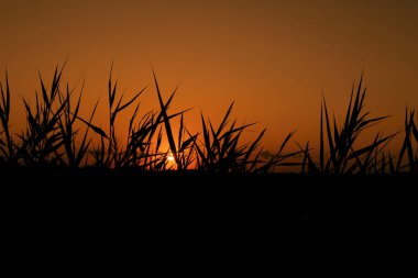 Günbatımı ve Reeds - Kırsalda güzel ve romantik bir akşam