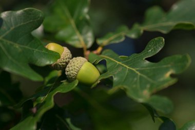 ACORNS - Ağacın yaprakları arasında yeşil meşe meyvesi