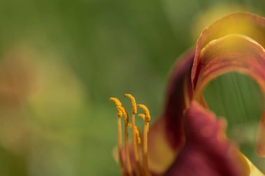 İRİS - Çiçekli bahçe