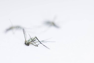 Anopheles Sivrisinek ve Sivrisinek Larva, Diptera, Anopheles sp. (Sivrisinek larvası) eğitim için suda.