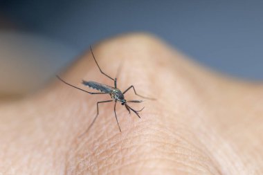 Anopheles Sivrisinek ve Sivrisinek Larva, Diptera, Anopheles sp. (Sivrisinek larvası) eğitim için suda.