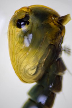 Anopheles Sivrisinek ve Sivrisinek Larva, Diptera, Anopheles sp. (Sivrisinek larvası) eğitim için suda.
