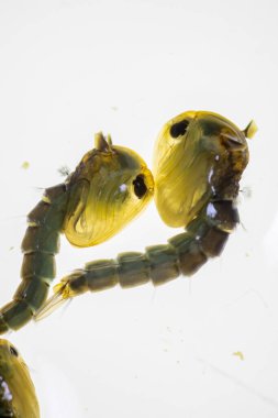 Anopheles Sivrisinek ve Sivrisinek Larva, Diptera, Anopheles sp. (Sivrisinek larvası) eğitim için suda.