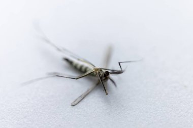 Anopheles Sivrisinek ve Sivrisinek Larva, Diptera, Anopheles sp. (Sivrisinek larvası) eğitim için suda.