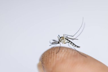 Anopheles Sivrisinek ve Sivrisinek Larva, Diptera, Anopheles sp. (Sivrisinek larvası) eğitim için suda.