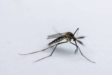 Anopheles Sivrisinek ve Sivrisinek Larva, Diptera, Anopheles sp. (Sivrisinek larvası) eğitim için suda.