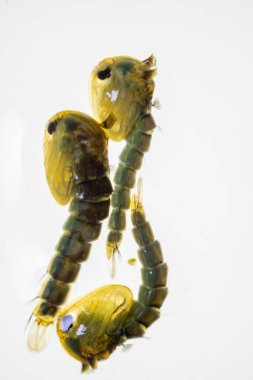 Anopheles Sivrisinek ve Sivrisinek Larva, Diptera, Anopheles sp. (Sivrisinek larvası) eğitim için suda.