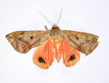 Laboratuvarda böceklerin (böcek bilimi) arkaplanı.