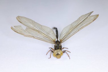 Laboratuvarda böceklerin (böcek bilimi) arkaplanı.