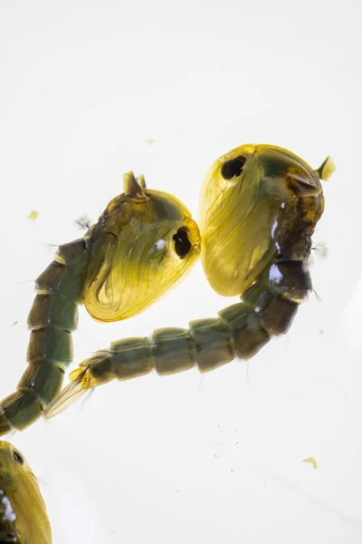 Anopheles mosquito and Mosquito Larva in the order Diptera, Anopheles sp. (Mosquito Larva) in the water for education.