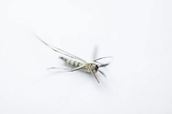 Anopheles Szúnyog Szúnyoglárva Diptera Anopheles Szúnyog Lárva Víz Oktatás — Stock Fotó