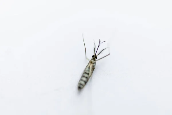 Anopheles Mosquito Mosquito Larva Orden Diptera Anopheles Mosquito Larva Agua — Foto de Stock