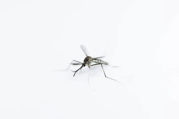 Anopheles Nyamuk Dan Nyamuk Larva Dalam Urutan Diptera Anopheles Nyamuk — Stok Foto