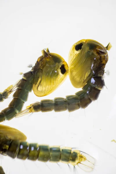 Anopheles Szúnyog Szúnyoglárva Diptera Anopheles Szúnyog Lárva Víz Oktatás — Stock Fotó
