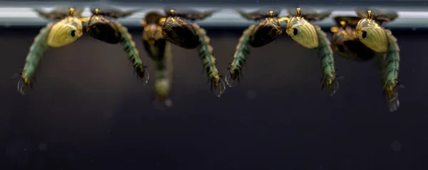 Anopheles Mug Muggenlarve Orde Diptera Anopheles Mosquito Larva Het Water — Stockfoto