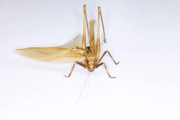 Rovarok Háttere Entomológia Laboratóriumban — Stock Fotó