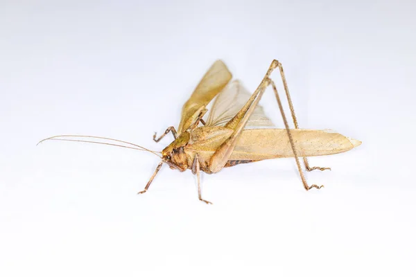 Antecedentes Insetos Entomologia Laboratório — Fotografia de Stock