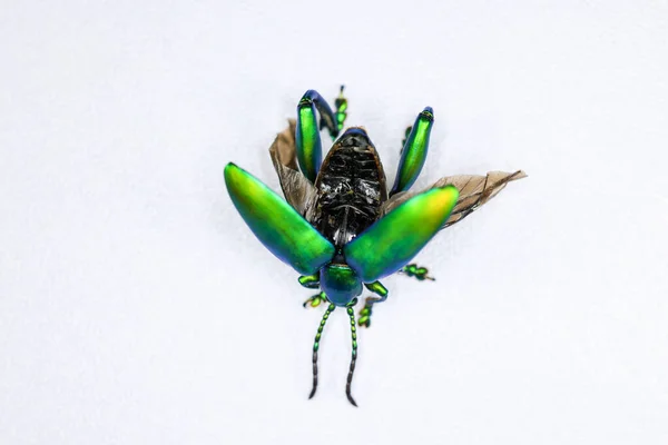研究室における昆虫 昆虫学 の背景 — ストック写真