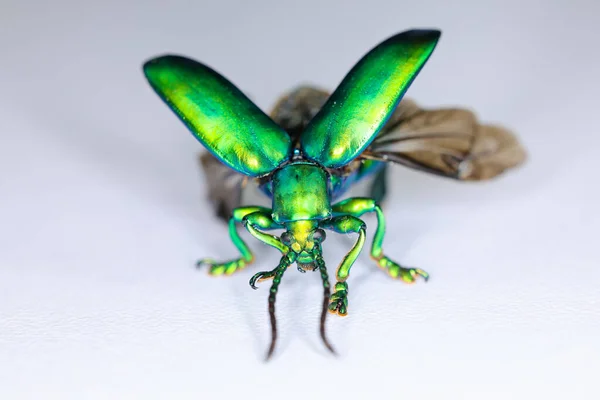 stock image Background of insects (entomology) in laboratory.