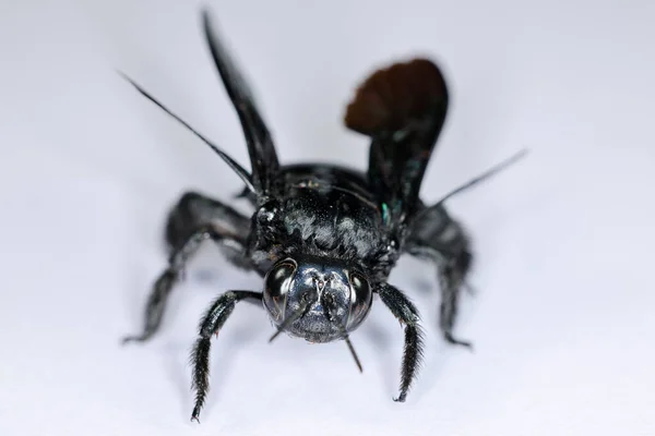 Laboratuvarda Böceklerin Böcek Bilimi Arkaplanı — Stok fotoğraf