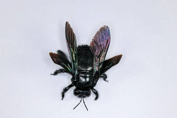 stock image Background of insects (entomology) in laboratory.