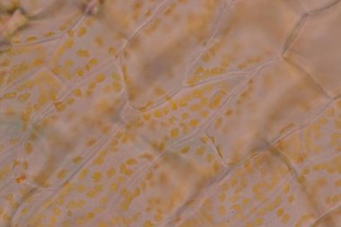 Hücre yapısı çiçeği, bitki hücrelerinde sınıf eğitimi için mikroskop altında kromozom görüntüsü.