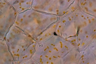 Hücre yapısı çiçeği, bitki hücrelerinde sınıf eğitimi için mikroskop altında kromozom görüntüsü.