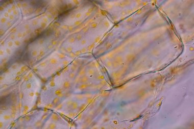 Hücre yapısı çiçeği, bitki hücrelerinde sınıf eğitimi için mikroskop altında kromozom görüntüsü.