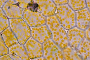 Hücre yapısı çiçeği, bitki hücrelerinde sınıf eğitimi için mikroskop altında kromozom görüntüsü.