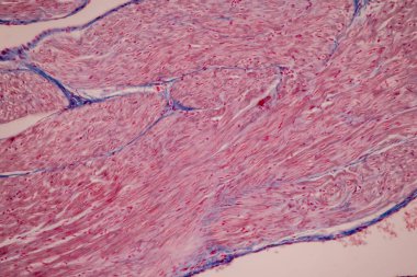 Kan dokusu, damar insan, atardamar insan ve kalp kası laboratuvarda mikroskop altında..