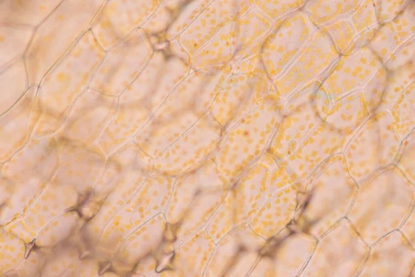 Cellestruktur Blomst Udsigt Til Chromoplast Viser Planteceller Mikroskop Klasseværelset Uddannelse - Stock-foto