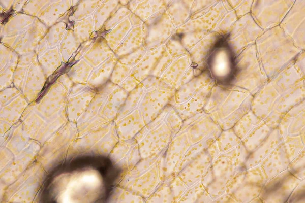 Hücre Yapısı Çiçeği Bitki Hücrelerinde Sınıf Eğitimi Için Mikroskop Altında — Stok fotoğraf