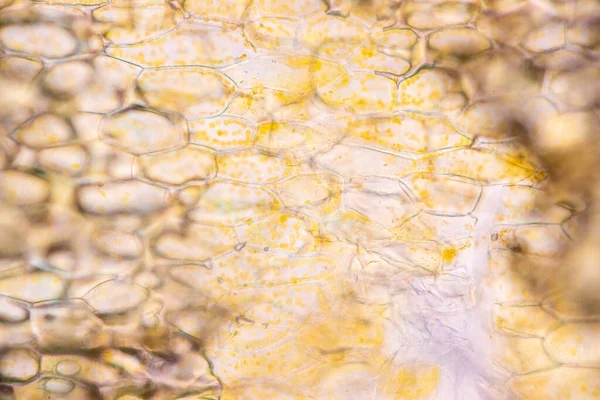 细胞结构花 课堂教育显微镜下植物细胞中显色体的观点 — 图库照片