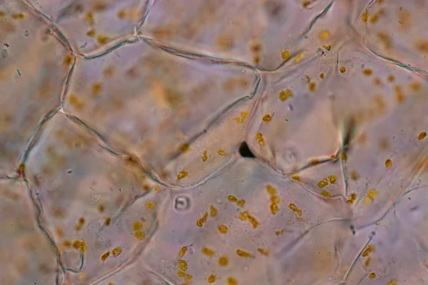 Квітка Структури Клітин Вид Хромопластів Показують Рослинних Клітинах Під Мікроскопом — стокове фото
