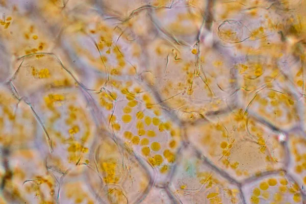 細胞構造花 教室教育のための顕微鏡下の植物細胞におけるクロモプラストの表示 — ストック写真
