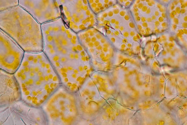 Flor Estrutura Celular Vista Cromoplasto Mostrando Células Vegetais Sob Microscópio — Fotografia de Stock